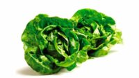 Lechuga Española pack(2 un)